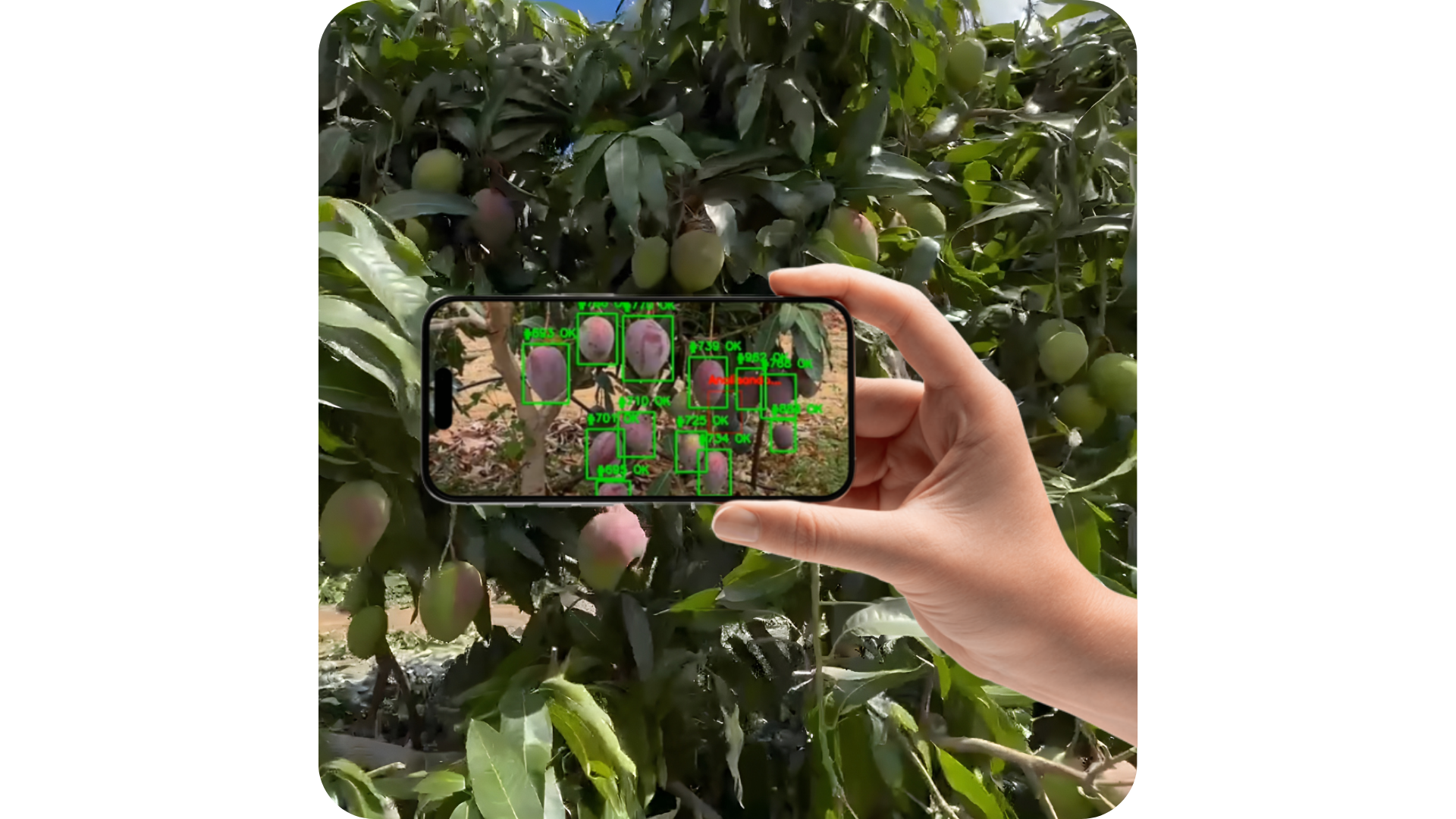 xMango